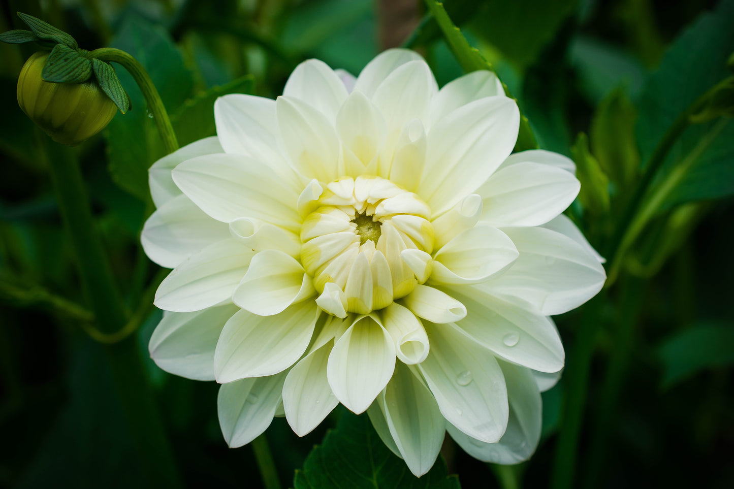 Eine Nahaufnahme der blühenden Weijers Dahlia 'Creme Corner' Dekorative Dahlie zeigt zartgelbe Zentren und grüne Blätter, mit glitzernden Wassertropfen auf den Blütenblättern, die ihre Schönheit als atemberaubende Schnittblume hervorheben.