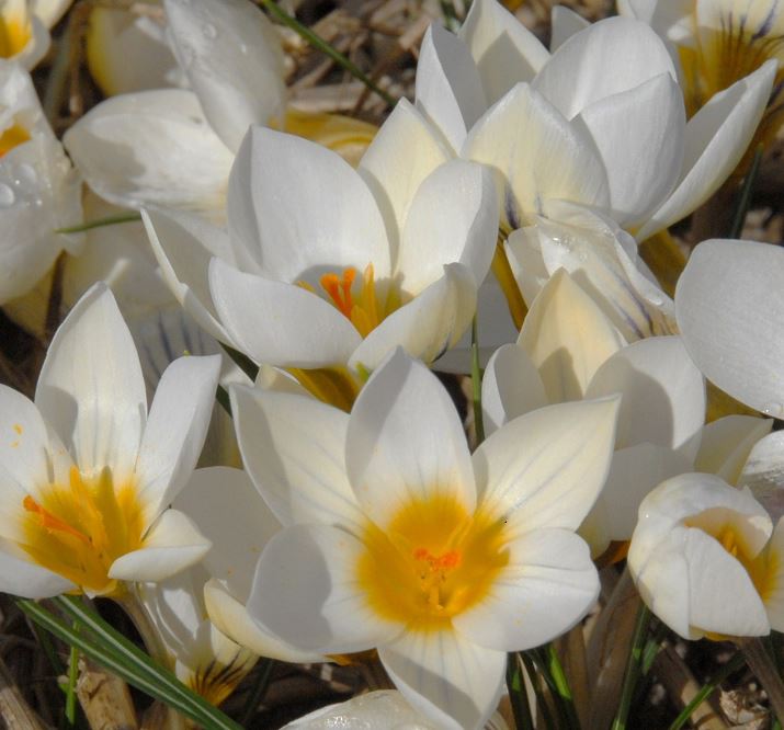 Ein Büschel Crocus chrysanthus 'Ard Schenk' Kleiner Krokus von der Königlichen Gartenakademie blüht mit weißen Blütenblättern und gelber Mitte, umgeben von schlanken grünen Blättern - echte Frühblüher, die den Vorfrühling verschönern.