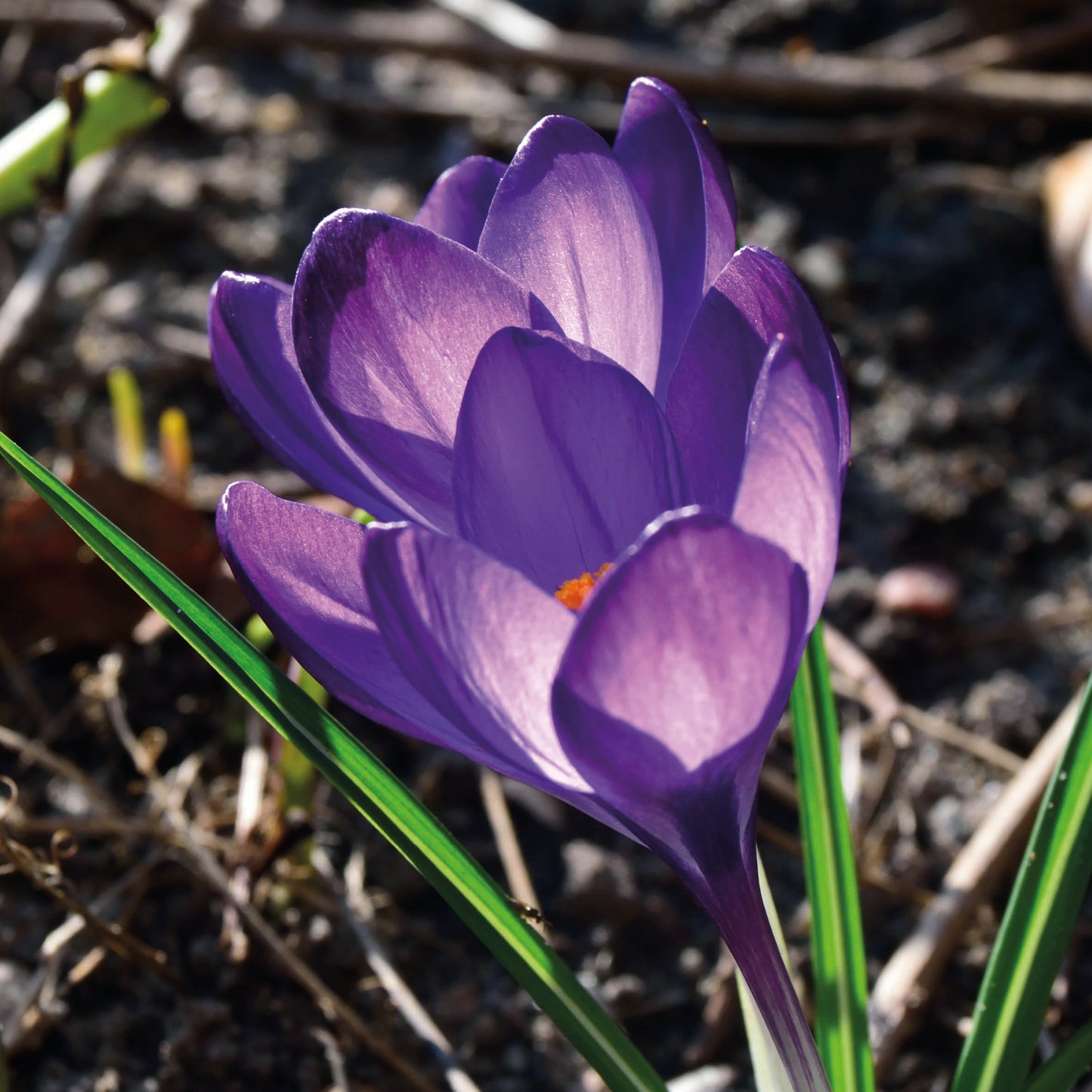 Eine Nahaufnahme eines Crocus tomm. 'Barr's Purple' Krokus von Weijers in voller Blüte, mit orangefarbenen Staubgefäßen inmitten grüner Blätter und einem unscharfen Hintergrund. Blüht im Februar-März; ideal für die Einbürgerung in Gärten.