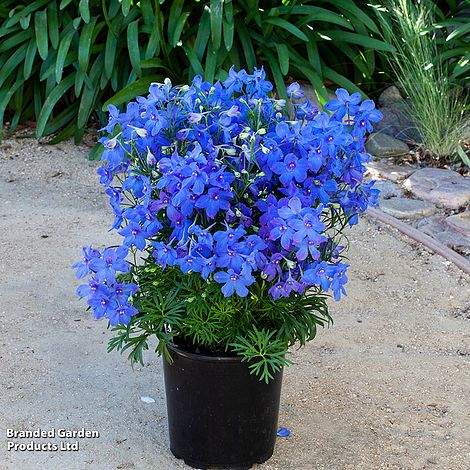 Eine getopfte Thompson&Morgan Thompson & Morgan - Rittersporn 'Hunky Dory Mix' F1 mit leuchtend blauen Blüten und grünem Laub steht auf sandigem Boden, umgeben von Blattpflanzen und Felsen im Hintergrund.