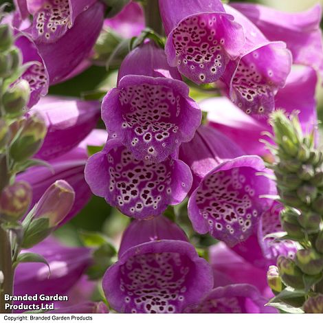 Nahaufnahme der Blüten von Thompson&Morgan's Fingerhut 'Monstrosa' (Digitalis purpurea), mit gesprenkelten weißen und dunkelvioletten Mustern in den glockenförmigen Blüten, umgeben von üppigem grünen Laub - ein wahres botanisches Wunder.