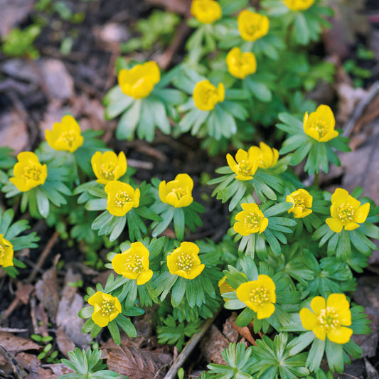 Eranthis cilicica Winterling von der Königlichen Gartenakademie zeigt im März (Gelbe Blütezeit) leuchtend gelbe Blüten und grüne, tief gelappte Blätter, die sich von braunem Falllaub und Erde abheben.