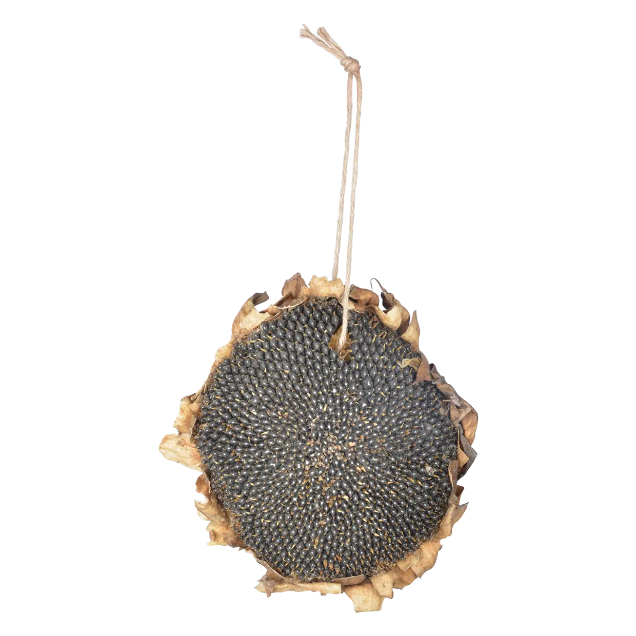 Esschert Getrocknete Sonnenblume | Eine natürliche Futterquelle: Ganze Sonnenblume mit Samen und braunen Blüten, inklusive Aufhängekordel, auf weißem Hintergrund.
