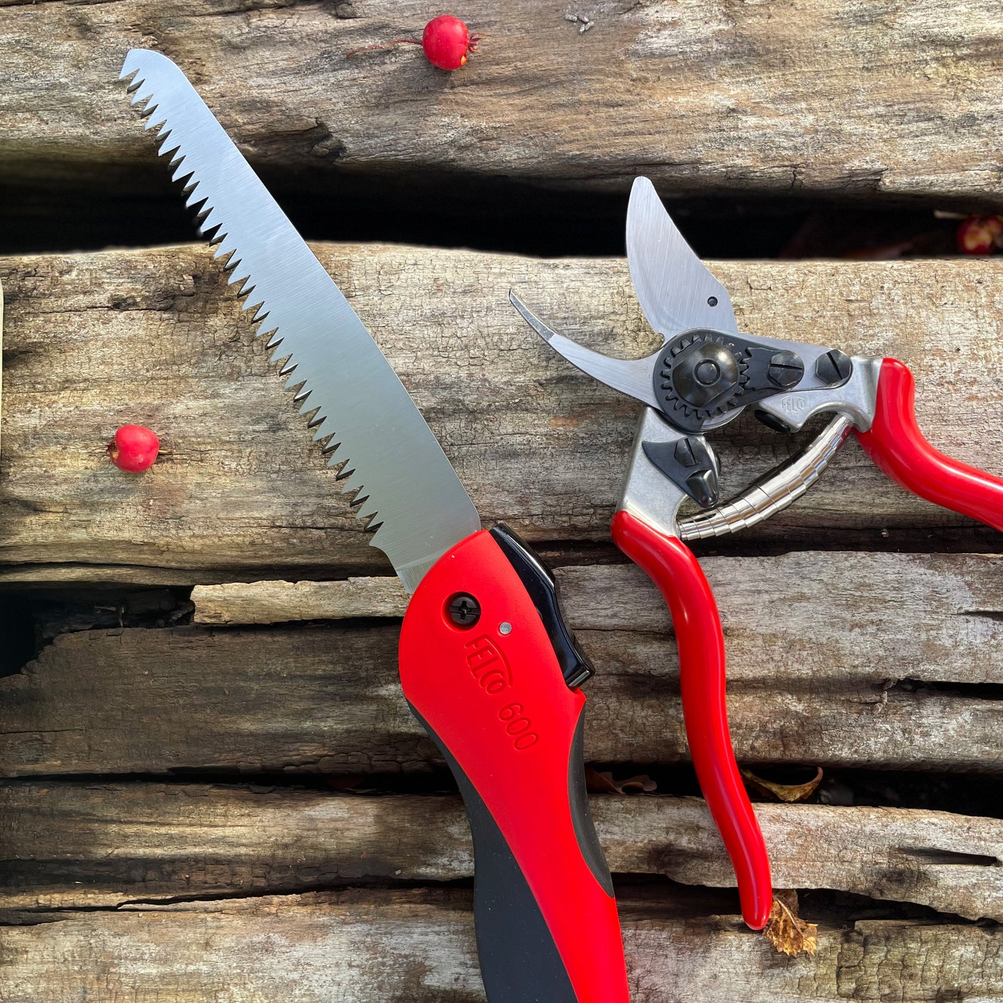 Eine rot-schwarze, zusammenklappbare Baumsäge und eine Gartenschere Felco 6 (Größe M, 20 mm) mit roten Griffen, bekannt für ihre Schneidkraft, liegen auf verwitterten Holzbrettern, die mit kleinen roten Beeren übersät sind.
