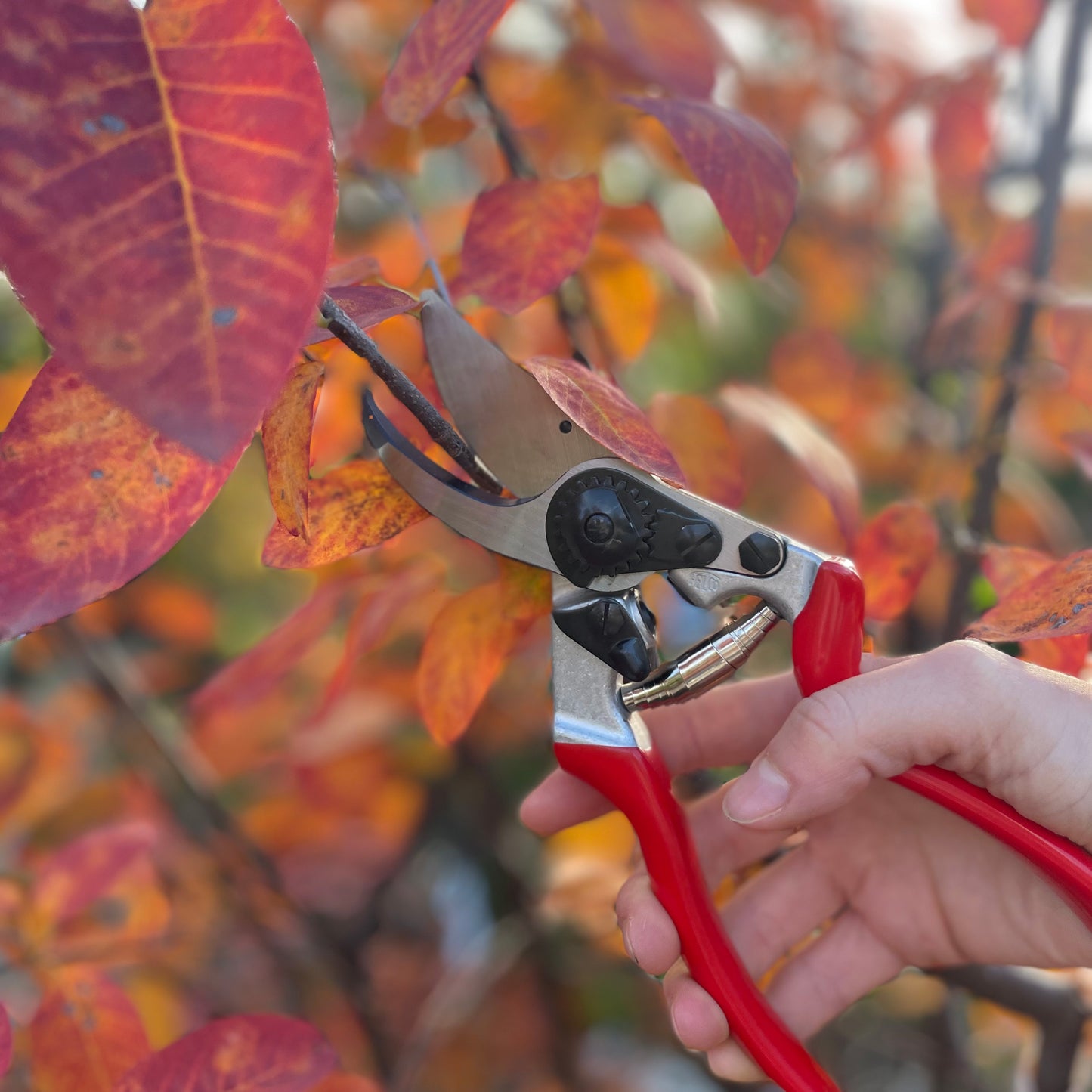 Eine in der Hand gehaltene Baumschere Felco 8 Größe L 25mm/1in. von Felco mit robusten Griffen und abgewinkeltem Schneidkopf beschneidet einen Ast mit orangen und roten Herbstblättern.