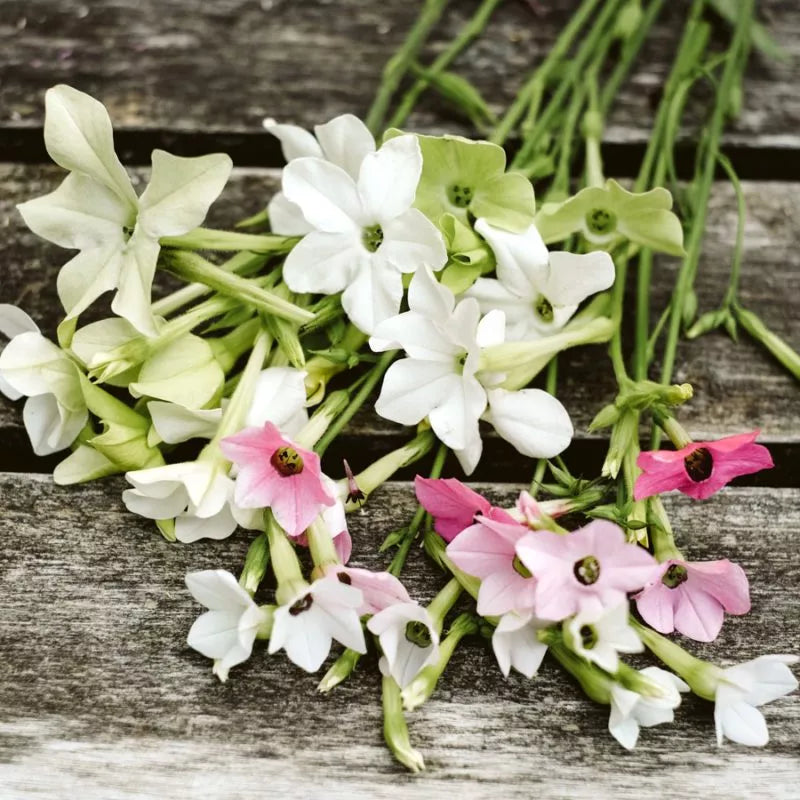 Ein kleiner Strauß Jora Dahl – Nicotiana alata ‚Grandiflora‘ (Ziertabak) mit langen Stielen und zarten weißen, hellgrünen und rosa Blüten liegt auf einer verwitterten Holzoberfläche.