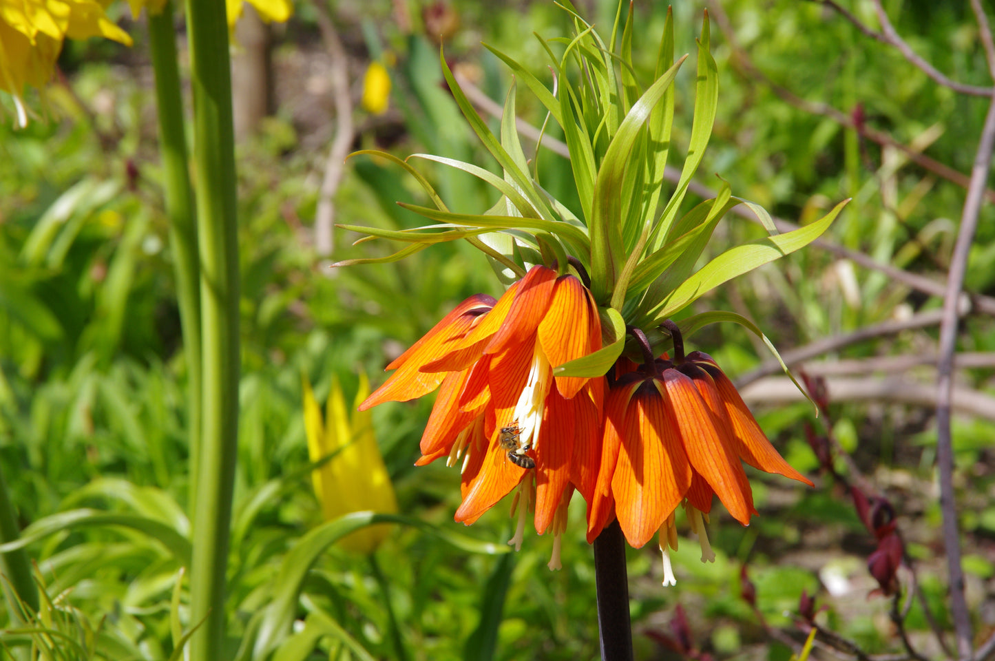 Die Weijers Fritillaria imp. 'Rubra' Kaiserkrone zeigt im Freien orangefarbene Blüten mit grünen Blättern und Stängeln; auf einer Blüte sitzt eine Biene vor einem Hintergrund aus Grün und gelben Blüten.