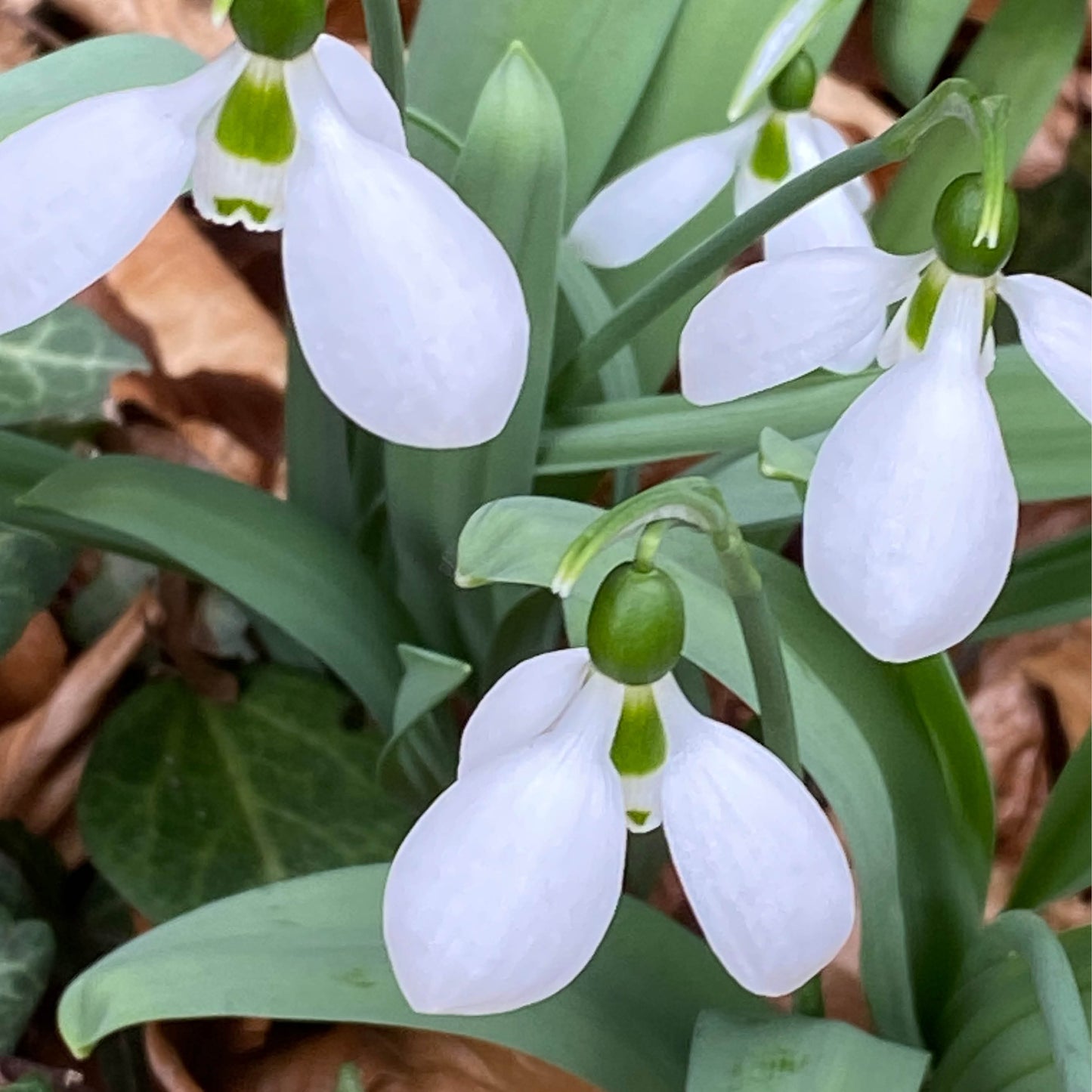 Nahaufnahme von Galanthus 'Eisbär' Elwes-Schneeglöckchen von der Königlichen Gartenakademie, mit weißen Blüten und grünen Stängeln, umgeben von braunem Falllaub.