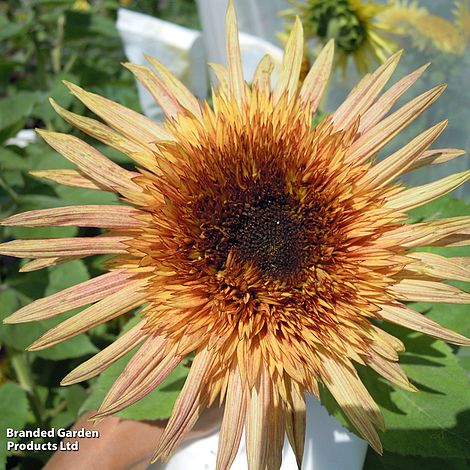 Die Thompson&Morgan Sonnenblume 'Astra Rose' hat blassgelbe und orangefarbene Blütenblätter mit einer dunkelbraunen Mitte, grüne Blätter und wird im Freien in der Nähe einer weißen Struktur gezeigt.