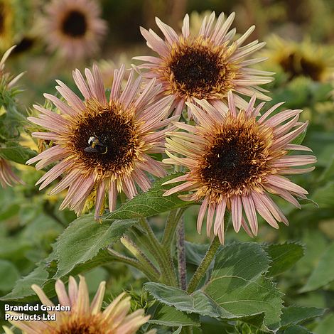Drei Thompson & Morgan - Sonnenblume 'Astra Rose' von Thompson&Morgan, mit rosa-braunen Blütenblättern und dunkler Mitte, blühen zwischen grünen Blättern, während eine Biene Nektar sammelt. Der unscharfe Hintergrund unterstreicht ihre rosafarbene Schönheit.