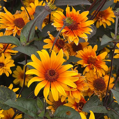 Thompson&Morgan Sonnenauge 'Burning Hearts' zeichnet sich durch sonnenblumenähnliche Blüten mit gelb-orangen Blütenblättern und dunkler Mitte aus, die von grünen Blättern umgeben sind. Die dürretoleranten Blüten zeigen einen Farbverlauf von Gelb zu Orange zum Zentrum hin.