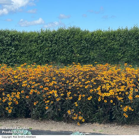Eine lebhafte Traube von Thompson&Morgan Sonnenauge 'Burning Hearts' blüht vor einer hohen, dichten grünen Hecke unter einem strahlend blauen Himmel mit vereinzelten Wolken.