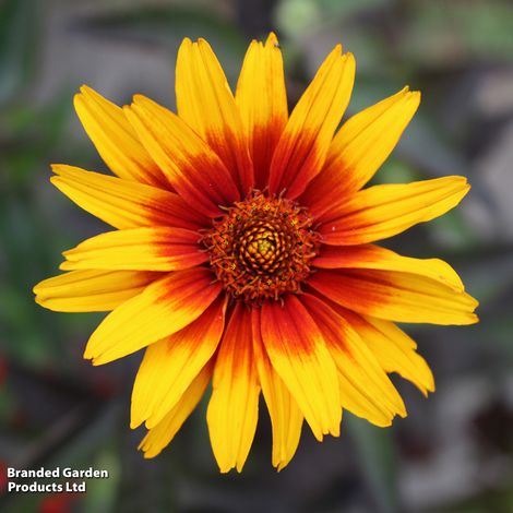 Eine Nahaufnahme von Thompson & Morgan - Sonnenauge 'Burning Hearts' von Thompson&Morgan, die sonnenblumenähnliche Blüten mit leuchtend gelben, rot-orangefarbenen Blütenblättern zeigt, die aus einem zentralen Büschel vor verschwommenem grünen Laub strahlen.