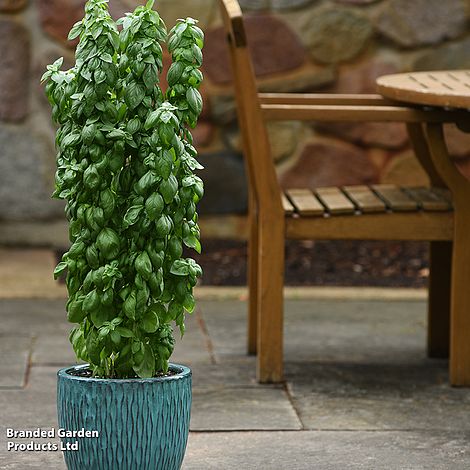 Ein Thompson&Morgan Basilikum 'Everleaf Emerald Towers' mit üppig grünen Blättern gedeiht in einem strukturierten blauen Topf auf einer Steinterrasse, ideal für eine langanhaltende Ernte und klassischen Genoveser Geschmack.