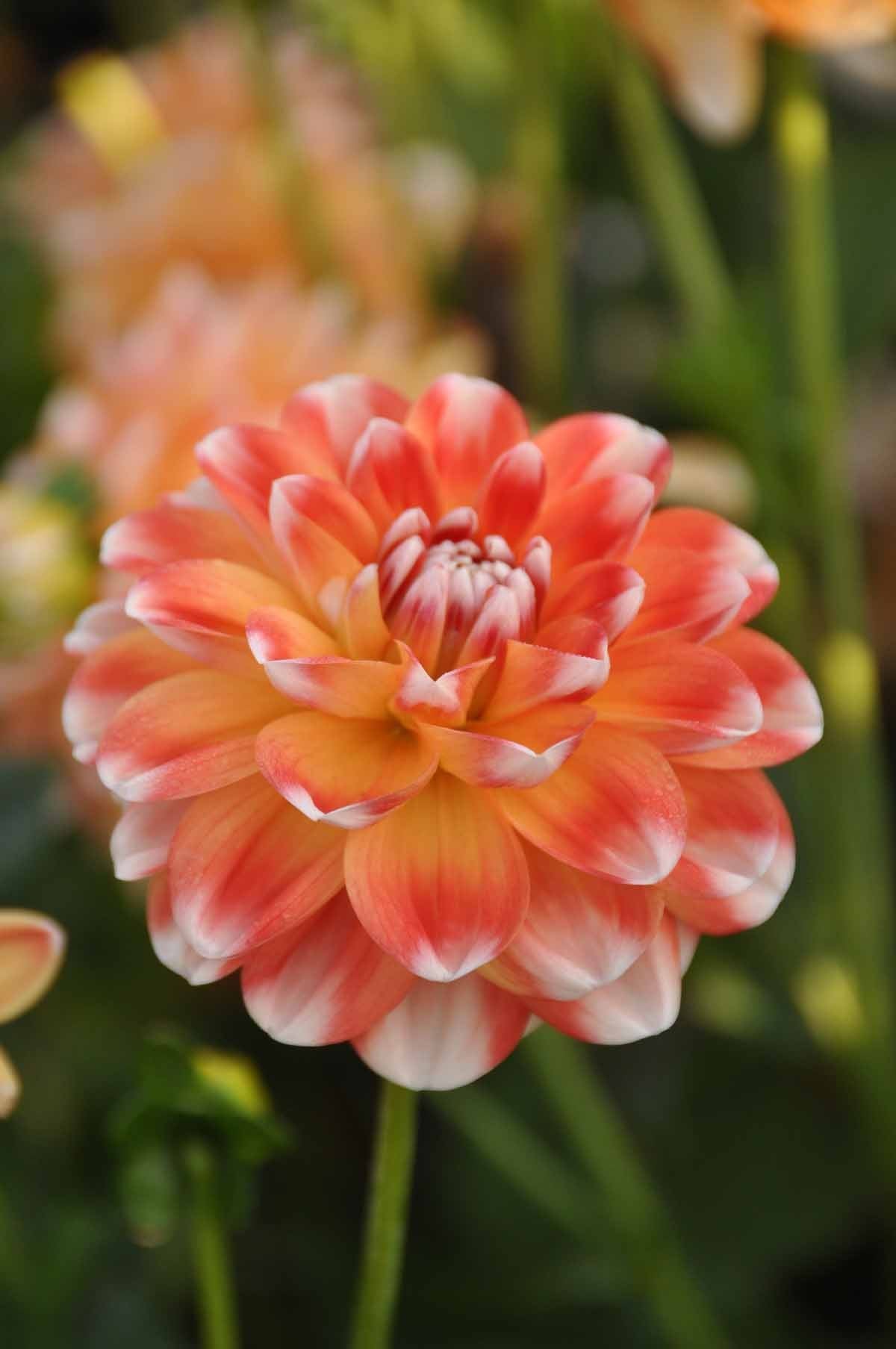 Eine Nahaufnahme der Weijers' Dahlie 'Hapet Harmony' Dekorative Dahlie in voller Blüte mit leuchtend orange-weißen Blütenblättern und üppigem grünen Laub - eine exquisite Schnittblume für jeden Garten.