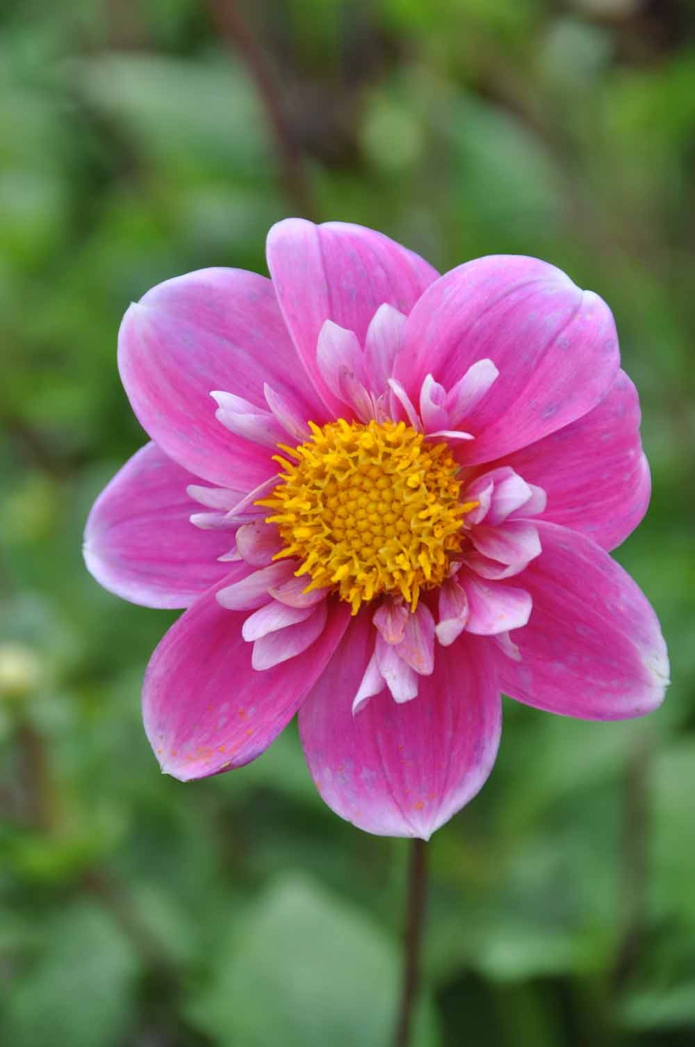 Eine Nahaufnahme der Weijers Dahlia 'Hartenaas' Halskrausen Dahlie, rosa mit gelber Mitte, blüht insektenfreundlich vor einem verschwommenen grünen Hintergrund - ideal für den Kübel.