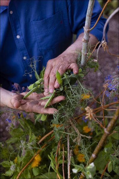 Eine Person im blauen Hemd erntet grüne Erbsenschoten zwischen Weinreben und gelben Blumen und verkörpert „naturnah gärtnern“ in einem nachhaltigen Garten mit dem signierten Buch „Einfach gärtnern“ von Horst Mager von der Königlichen Gartenakademie.