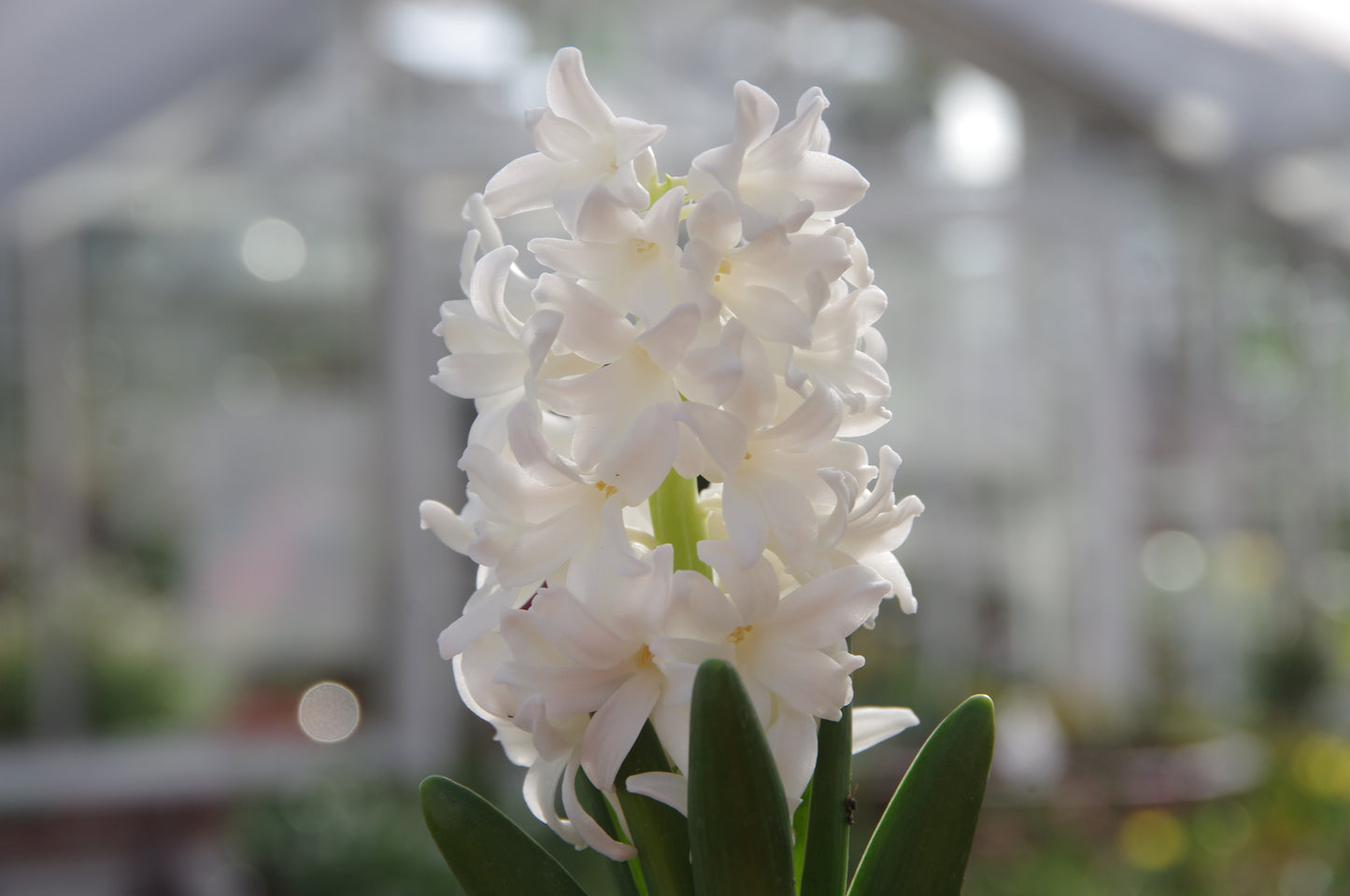 Eine Nahaufnahme der Weijers Hyacinthus 'Carnegie' Hyazinthe in voller weißer Blüte, mit grünen Blättern und einem sanft verschwommenen Gewächshaushintergrund, der ihre zarte Schönheit hervorhebt - ideal für den Außenbereich.