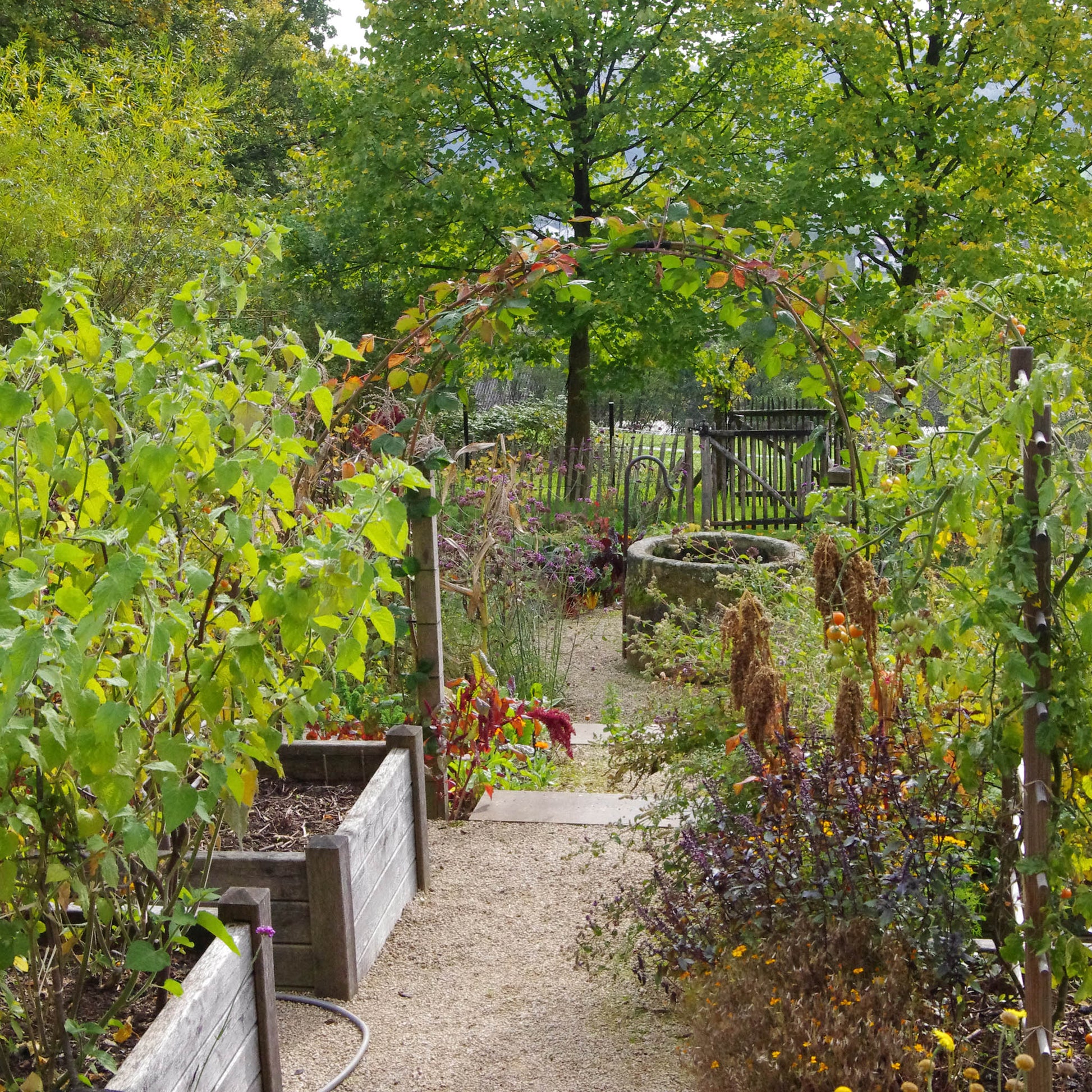 Ein Gartenweg mit Hochbeeten und Pflanzen führt zu einem Metalltorbogen - ideal für Fans von Gartengestaltung oder alten Gärten. Entdecken Sie mehr am Sa. 20.09.2025 | HALBTAGESKURS - Frischer Wind für alte Gärten von Isabelle Van Groeningen.