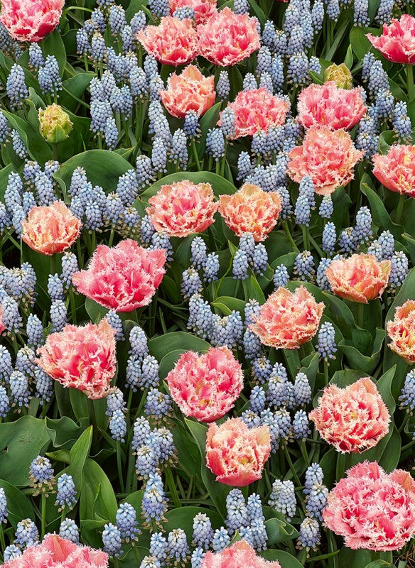 Tulpenglück von Callwey Verlag: Ein Gartenbeet voll pinker, gefüllter Tulpen harmoniert mit zarten, hellblauen Traubenhyazinthen und üppigem Blattgrün - ein wahrer Gartentraum in Blumenpracht.