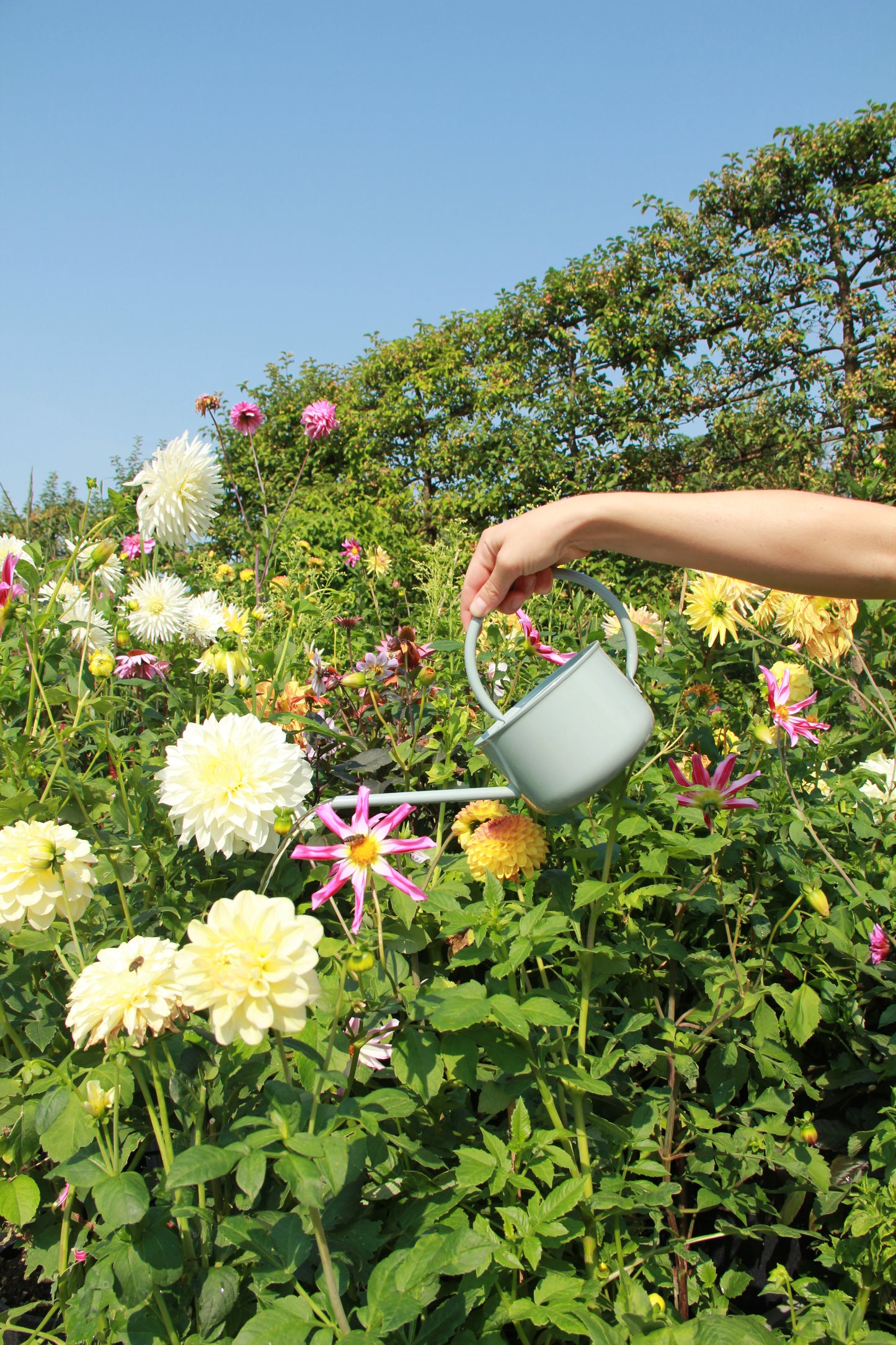 Eine Hand gießt blühende Dahlien in einem sonnigen Garten mit der IB Laursen Gießkanne | hellgrün 0,9 l, umgeben von üppig grünem Laub und leuchtenden Blumen unter einem klaren blauen Himmel.