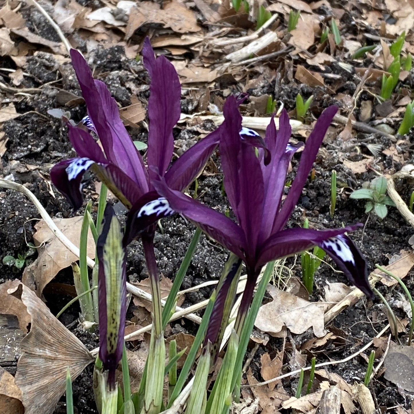 Drei Iris reticulata 'Pauline' Zwerg-Zwiebeliris von Königliche Gartenakademie blühen im März mit rötlich-violetten, weißen und dunkelblau gezeichneten Blüten zwischen braunen Blättern und grünen Sprösslingen im Gartenbeet.