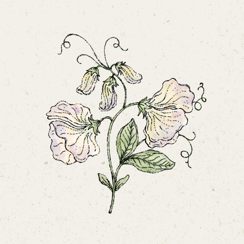 Eine handgezeichnete Illustration von Jora Dahl | Lathyrus odoratus 'Spencer Old Times' (Duftwicke), einer einjährigen Pflanze mit hellrosa Blütenblättern, grünen Blättern und gewundenen Ranken, die an einer Stütze hochklettern, auf einem strukturierten, cremefarbenen Hintergrund. Marke: Jora Dahl.
