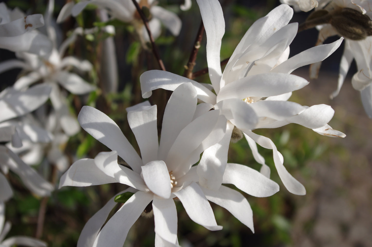 Die blühenden weißen Magnolien der Königlichen Gartenakademie leuchten in der Sonne - eine schöne Vorschau auf "Mi. 04.03.2026 | 15.00-16.30 RUNDGANG Was zu tun ist im Garten im März" und Inspiration für Ihre Frühjahrsgartenplanung.