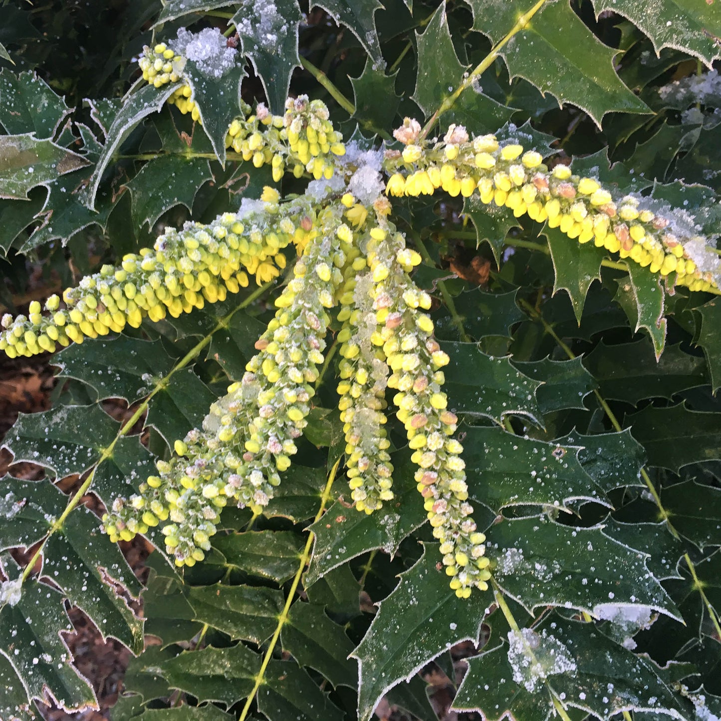 Die Nahaufnahme von frostgrünen, stechpalmenähnlichen Blättern und gelbgrünen Knospen hebt die winterliche Textur hervor und bezieht sich auf "Di. 14.10.2025 | HALBTAGESKURS - Kleinere Gehölze mit großer Wirkung in der kälteren Jahreszeit" von Dr. Isabelle Van Groeningen, Königliche Gartenakademie.