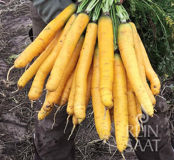 Eine Person hält einen großen Bund langer, gelber Karotten mit grünen Spitzen auf einem schlammigen Feld. Unten rechts ist das Reinsaat-Logo zu sehen. ReinSaat - Karotte 'Solveig': 100–120 Tage Entwicklungsdauer, ideal als Lagerkarotte.
