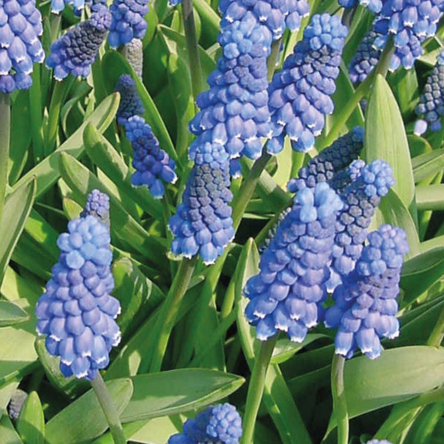 'Muscari auch. Die Traubenhyazinthe 'Blue Magic' von Weijers ist mit ihren dichten Büscheln kleiner blauer Blüten und den schlanken grünen Blättern eine auffällige Gartenpflanze.