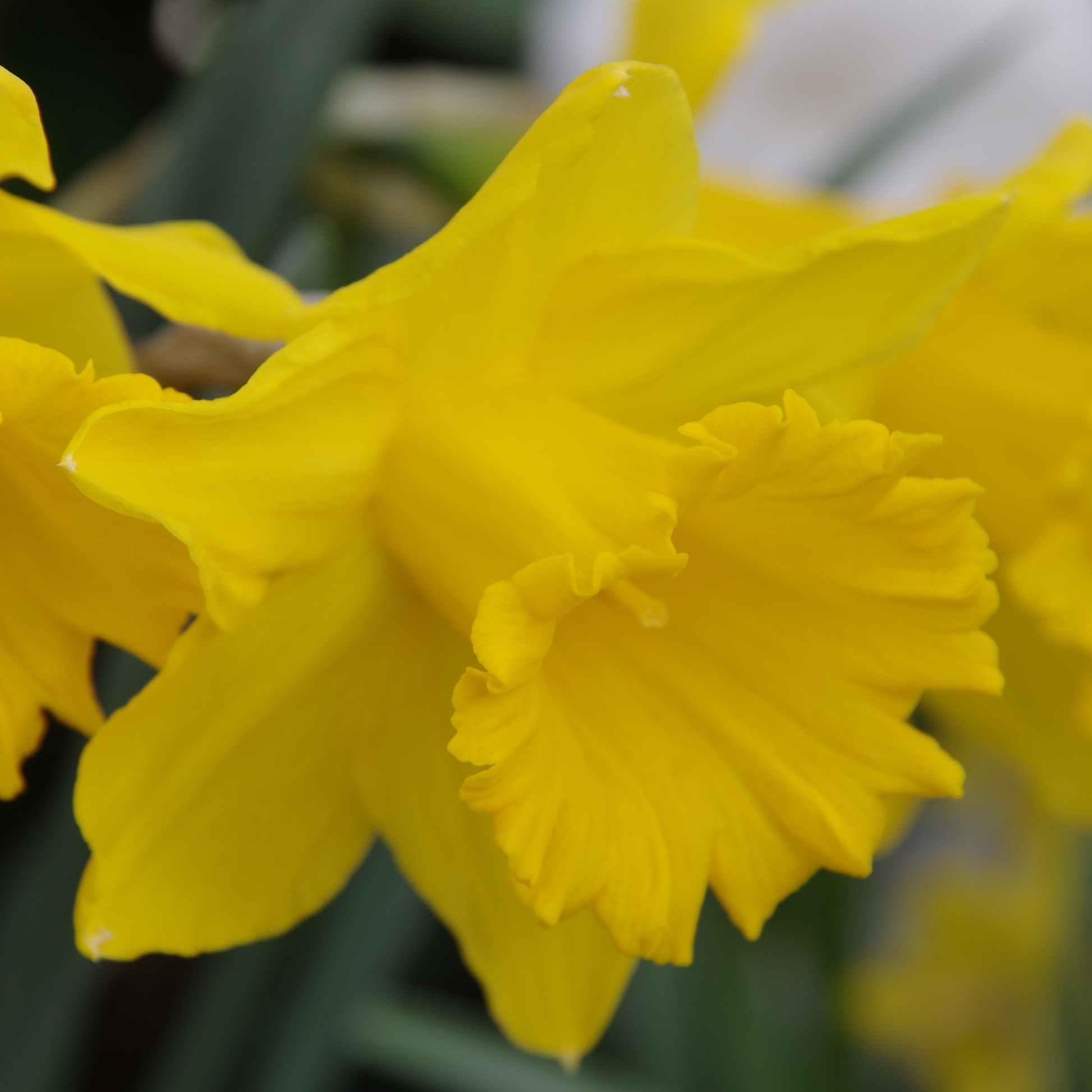 Nahaufnahme von Narcissus 'Dutch Master' Trompeten-Narzisse von der Königlichen Gartenakademie, die ihre leuchtend gelbe, gekräuselte Blüte inmitten von grünen Blättern und Narzissen zeigt. Perfekt für die Blütezeit März-April.