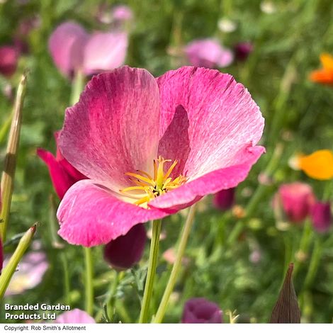 Nahaufnahme einer leuchtenden Thompson & Morgan Kalifornischer Mohn 'Purple Gleam' mit gelben Staubgefäßen in einem sonnenbeschienenen Garten vor verschwommenem grünem Laub und anderen farbenfrohen Blumen.