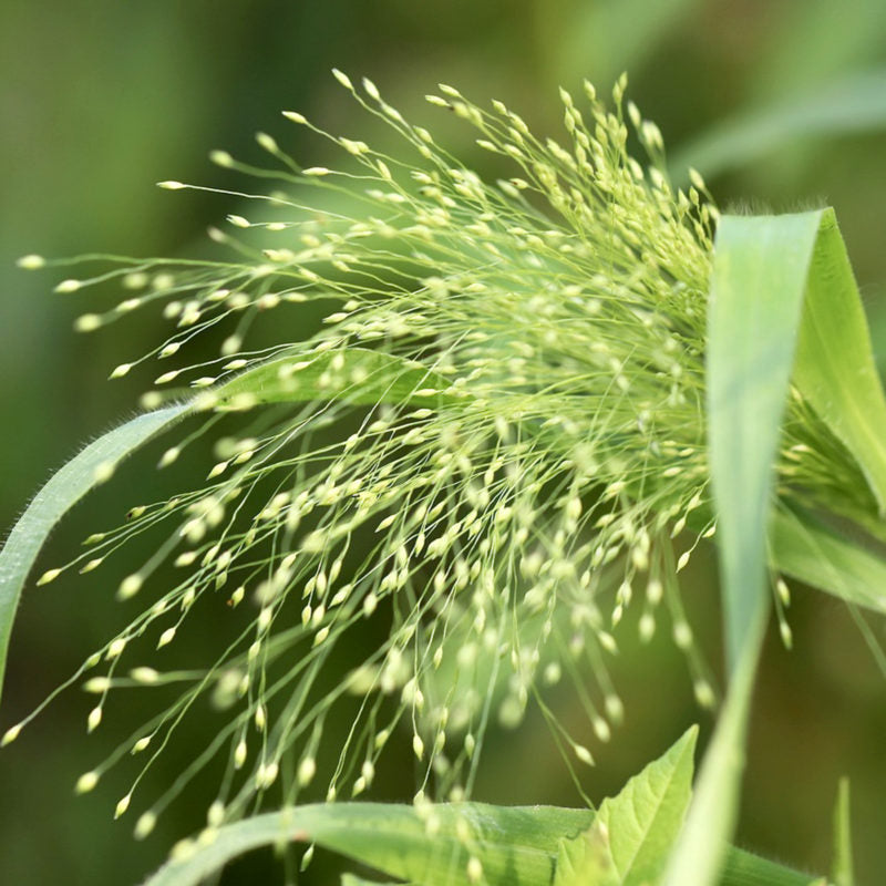 Nahaufnahme von Jora Dahl - Panicum virgatum 'Fontaine' (Rutenhirse) mit zarten, luftigen Samenköpfen und schlanken grünen Blättern - ein elegantes Ziergras von Jora Dahl für jeden Garten.