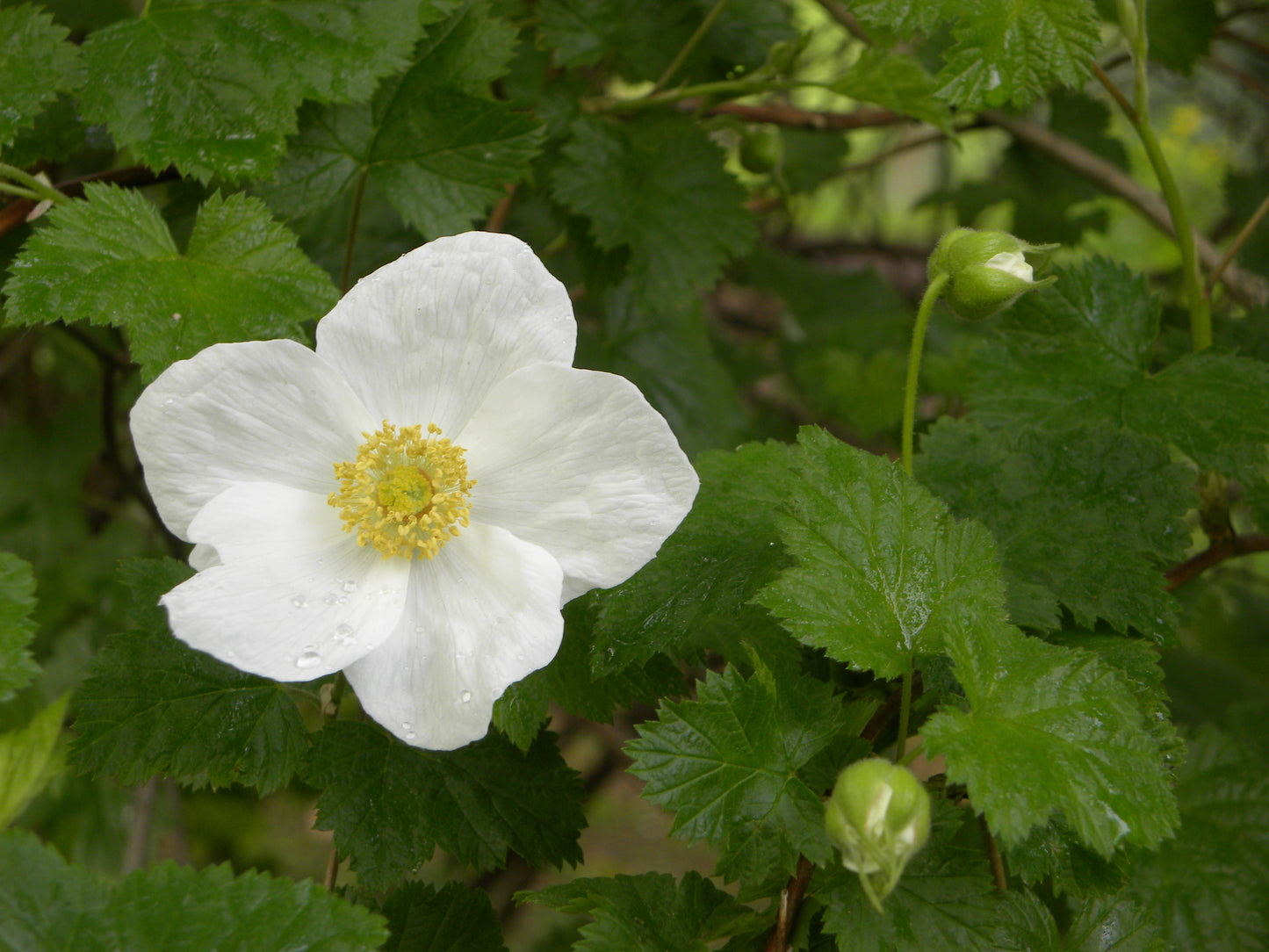 Eine weiße Blüte mit gelber Mitte und grünen, gezackten Blättern ist unverwüstlich - ein ideales Beispiel aus Dr. Isabelle Van Groeningens Halbtageskurs "Top 100: Beste Pflanzen für anspruchsvolle Standorte" am 21.02.2026, 10-13 Uhr.