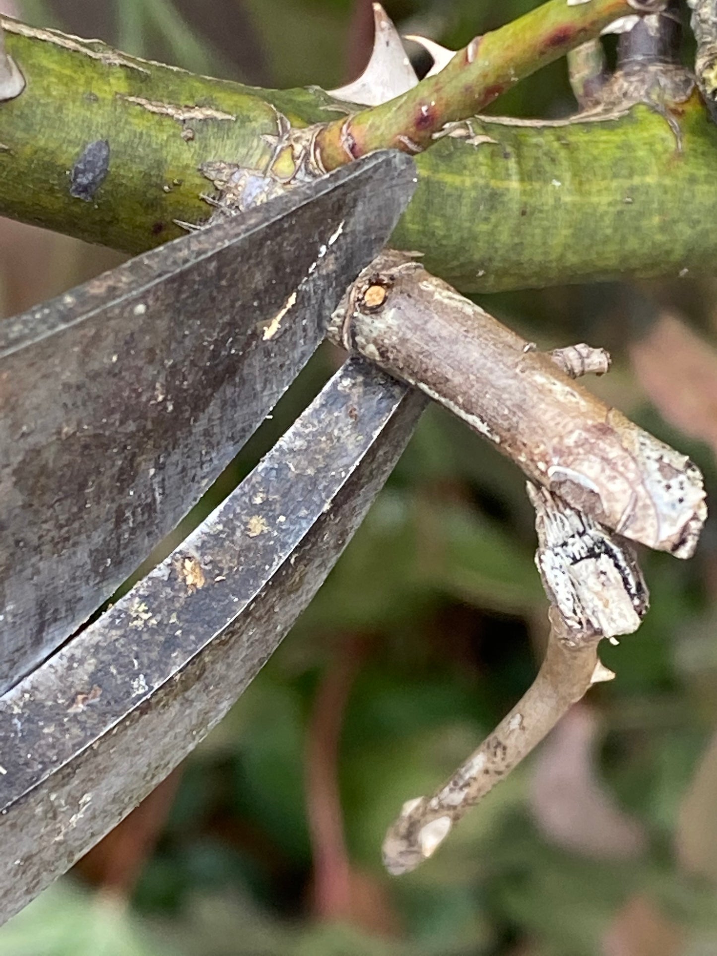 Nahaufnahme einer rostigen Gartenschere beim Schneiden eines holzigen, dornigen Rosenzweigs - ideal für die Darstellung der richtigen Technik in Thea Carlins "Sa. 21.03.2026 | 10.00-12.00 WORKSHOP Rosenschnitt einfach erklärt.