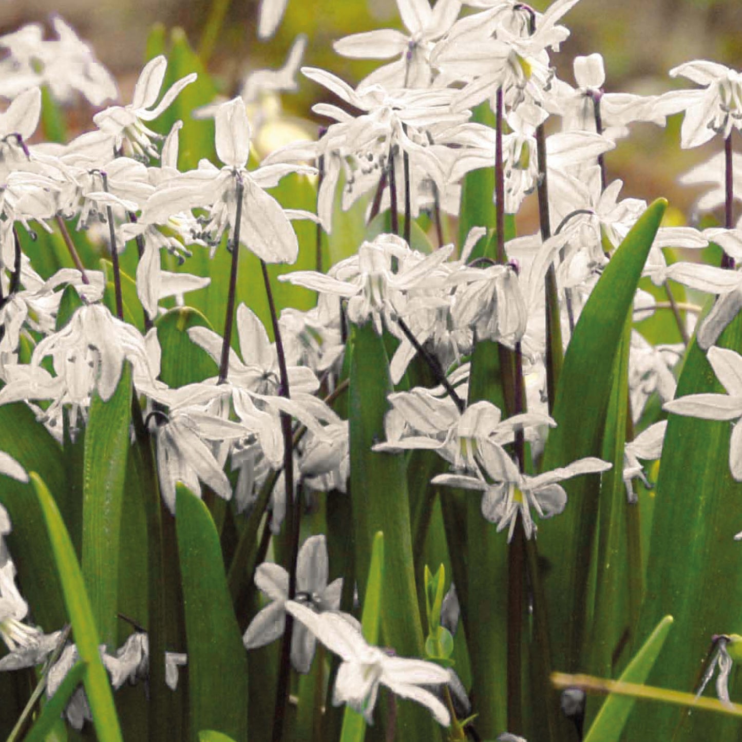 Das Scilla siberica 'Alba' Weißes Blausternchen von Weijers zeigt zarte weiße Blüten und lange grüne Blätter, die im Freien zwischen März und April erblühen. Der unscharfe Hintergrund betont die frische Frühlingsatmosphäre.