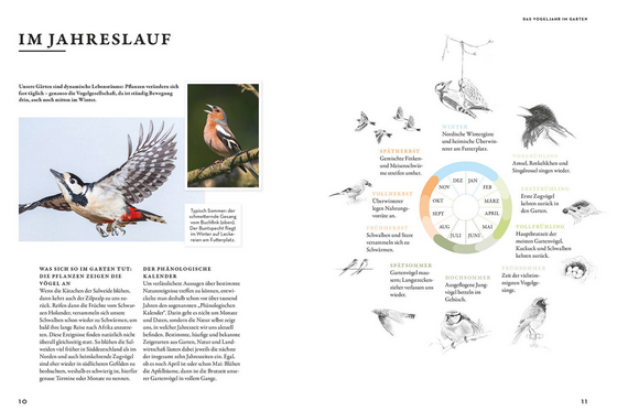 Ein Vogel mit ausgebreiteten Flügeln, wie er in "Das Buch der Gartenvögel" vom Kosmos Verlag wunderschön illustriert ist.