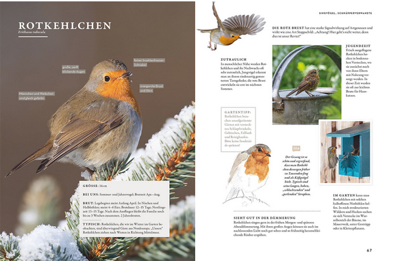 Eine Doppelseite aus "Das Buch der Gartenvögel" vom Kosmos Verlag mit Rotkehlchen-Fotos auf Ästen und Futterhäuschen, einer Illustration, deutschen Fakten über Rotkehlchen, ihr Verhalten und Gartenführer-Tipps.