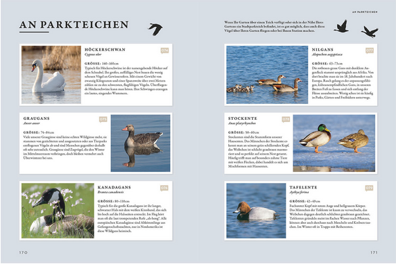 Eine Doppelseite aus Das Buch der Gartenvögel vom Kosmos Verlag zeigt Fotos und Infos zu Schwänen, Enten und Gänsen mit Textfeldern und Vogelsymbolen auf hellblauem Hintergrund - ideal für Fans von Gartenführern oder Gartenvögeln.