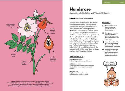 Schema einer Heckenrose mit beschrifteter Blüte, Blättern und Hagebuttenfrucht auf rosa Hintergrund, dazu auf der rechten Seite deutscher Text und Illustrationen über Wildpflanzen aus "Wilde Pflanzen essen" vom Kosmos Verlag.