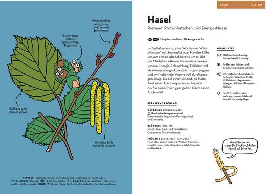 Illustration eines Haselzweigs mit beschriftetem Blatt, weiblichen Blüten, männlichen Kätzchen und Nüssen in der Schale. Aus "Wilde Pflanzen essen" vom Kosmos Verlag - der deutsche Text erklärt die Verwendung der Haselnuss, den Energiewert und Küchentipps. Die Nuss ist auf einem Zahnstocher abgebildet.