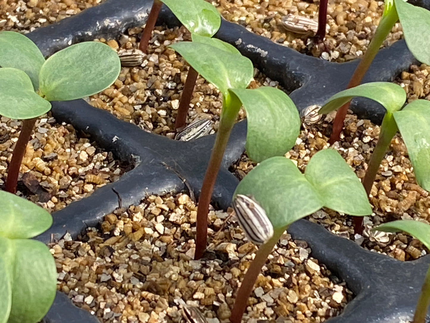 Junge grüne Setzlinge sprießen in einer schwarzen Schale - ein inspirierender Start für alle, die an Dr. Cathrine Thorpes "WORKSHOP Aus eigener Anzucht: selbst Pflanzen vermehren" am Sa. 21.03.2026, 11-13 Uhr; einige tragen noch ihre gestreiften Samenschalen.