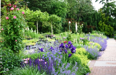 Gestalten Sie ein wunderschönes gemischtes Beet entlang eines gemauerten Weges mit leuchtenden lila, blauen und rosafarbenen Blumen - lernen Sie wie beim HALBTAGESKURS "Gestaltung und Bepflanzung einer gemischten Rabatte" von Dr. Isabelle Van Groeningen am 28.03.2026, 13:00-16:00.