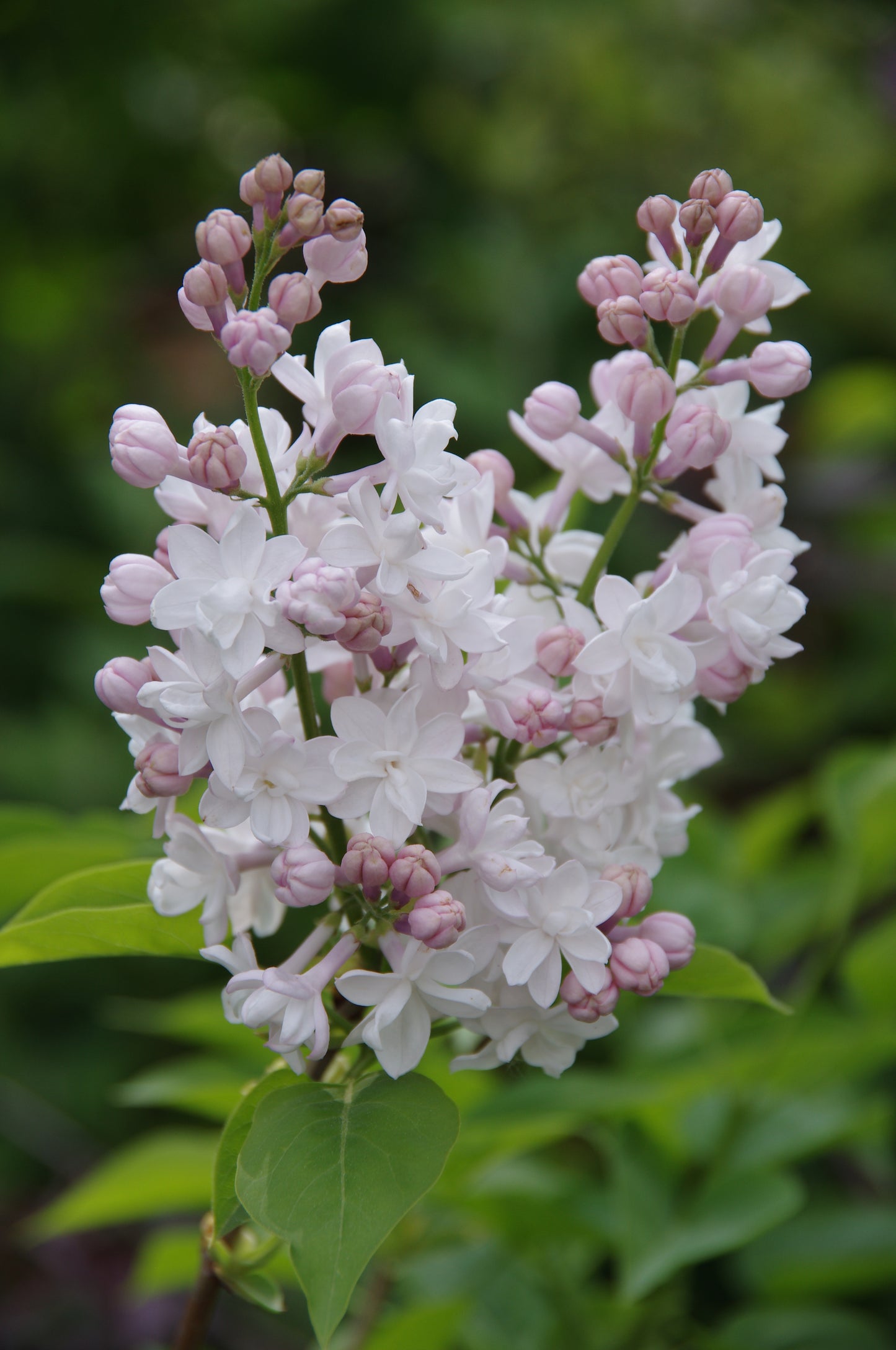 Eine Nahaufnahme von fliederfarbenen Blüten und grünen Blättern vor einem verschwommenen Hintergrund evoziert den Charme von Duftpflanzen - genau wie der Astrid Torrens Workshop "Di. 03.02.2026 | 10.00-12.00 WORKSHOP Sinnliche Düfte NEU.
