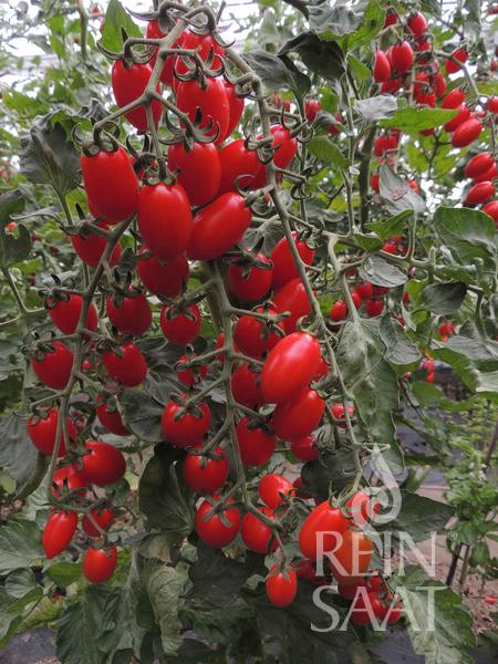Reife, rote ReinSaat - Tomate 'Donatellina' Traubentomaten hängen an einer belaubten Rebe. Der Hintergrund zeigt üppiges Blattwerk mit einem halbtransparenten Reinsaat-Logo unten rechts. Tomatenmosaikvirus Resistenz ist hervorgehoben.