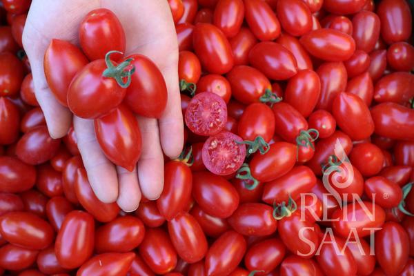 Eine Hand hält mehrere kleine, ovale ReinSaat - Tomate 'Donatellina' über einem Haufen ähnlicher Tomaten, von denen zwei aufgeschnitten sind, um ihr saftiges Inneres zu zeigen. Das Reinsaat-Logo erscheint in der unteren rechten Ecke.
