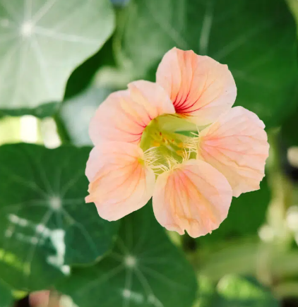 Eine Nahaufnahme von Jora Dahls Tropaeolum majus 'Salmon Gleam' mit blass pfirsichfarbenen, zarten Blütenblättern und grünen Blättern im Hintergrund.