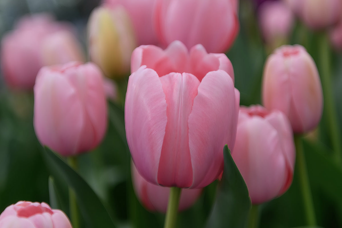 Nahaufnahme von mehreren blühenden Tulipa 'Salmon Impression' Tulpe von Weijers mit grünen Blättern und verschwommenen rosa und gelben Blüten. Der Fokus liegt auf einer zentralen Blüte mit großen Blüten und zarten, weichen Blütenblättern.