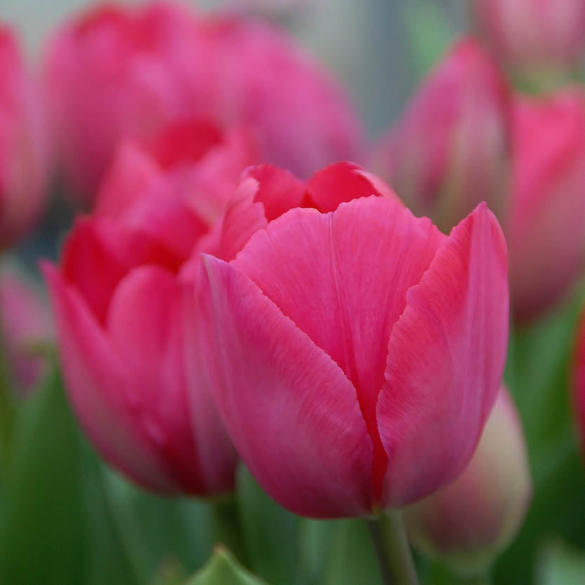Nahaufnahme der blühenden Darwin-Tulpe Weijers Tulipa 'Lady van Eijk': eine große rosafarbene Blüte im Vordergrund, andere im Hintergrund sanft verschwommen, mit grünen Blättern und Stängeln. Ideal für die Einbürgerung (zum Verwildern).